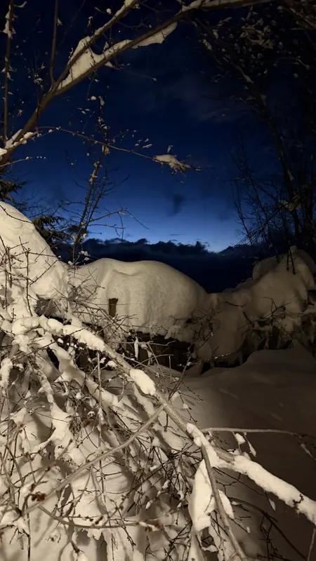 Snow-covered branches at blue hour